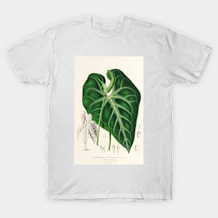 Anthurium leuconeurum - Botanical Illustration T-Shirt